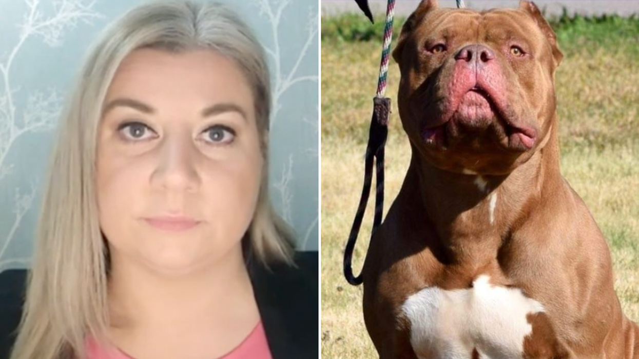 Nanci Creedon and an American XL Bully