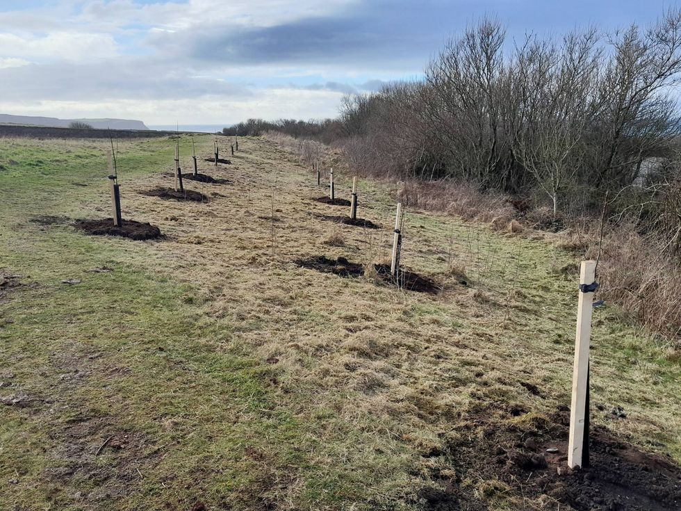 National Trust Whitehaven Harbour trees