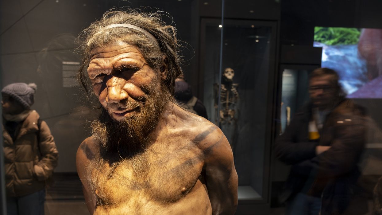 Neanderthal man at the human evolution exhibit at the Natural History Museum