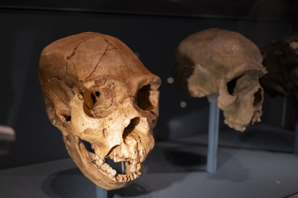 Neanderthal skull