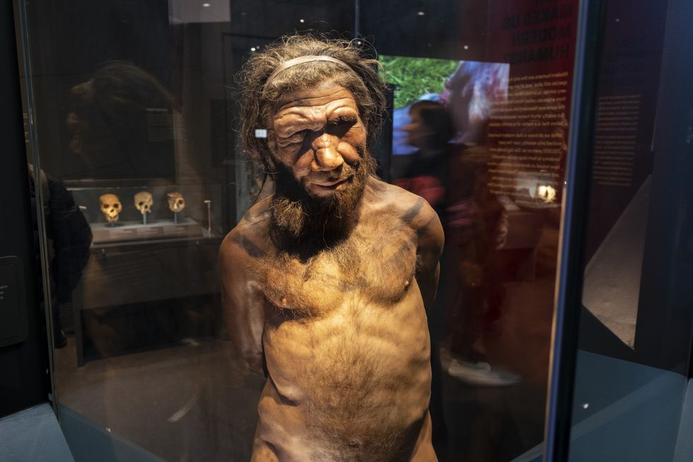 Neanderthal