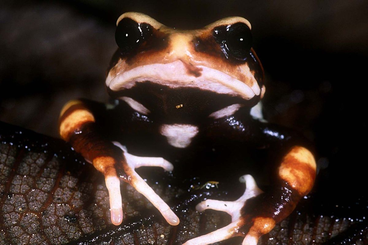 Nectophrynoides saliensis, Nectophrynoides uhehe and Nectophrynoides luhomeroensis