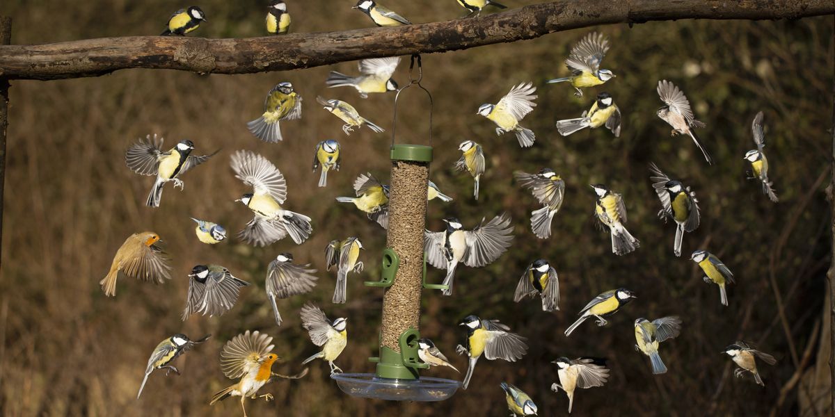 NextImg:Neighbour issued formal punishment notice from council after 'excessive bird feeding'