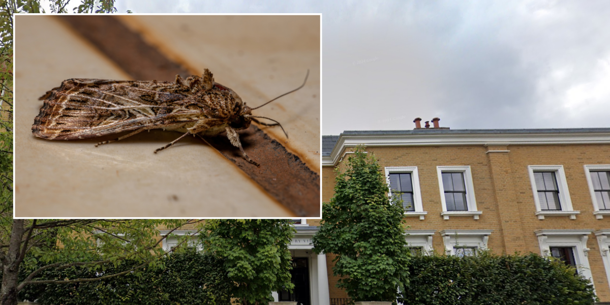 NextImg:Billionaire homeowners win £30m payout after possessions destroyed in 'moth-infested' London mansion