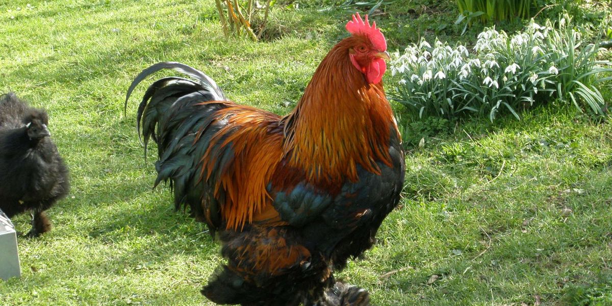NextImg:Neighbours left terrorised by 80-year-old's cockerel that crowed 90 times in just hour-and-a-half