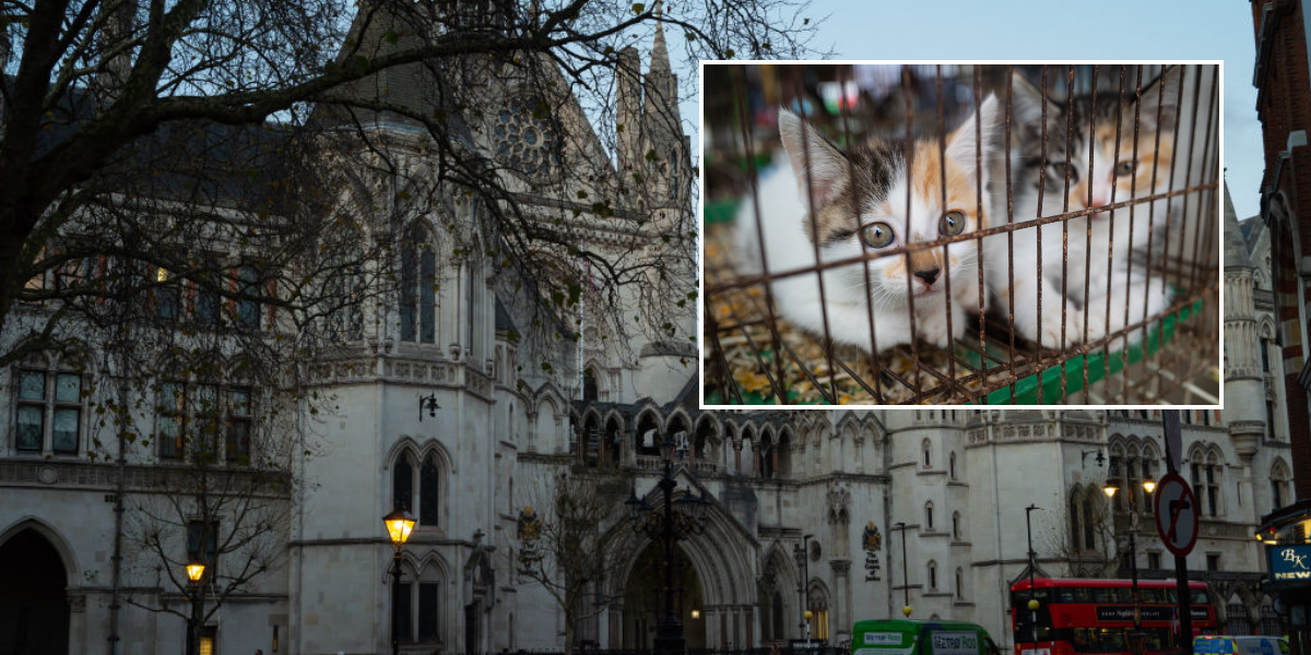 NextImg:'Offensive and unacceptable!' Woman forced to pay £37,000 after trapping neighbour's cat in cage and playing frog noises