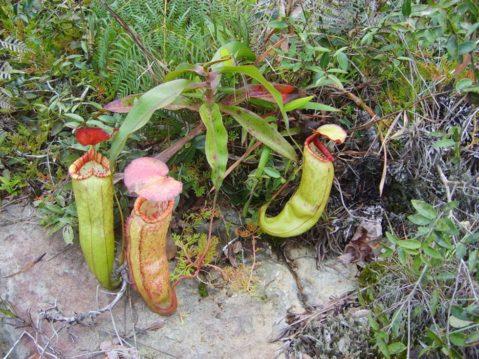 Nepenthes bokorensis