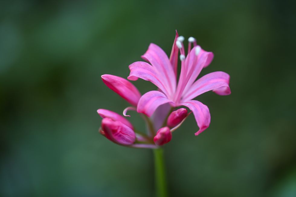 Nerine