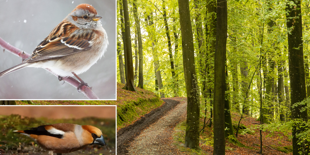 NextImg:Rare bird not seen for over a century unexpectedly spotted in Herefordshire