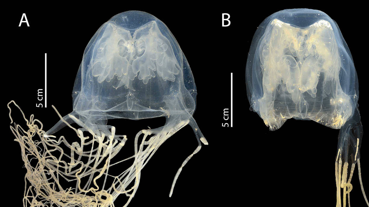New jellyfish Chironex blakangmatim