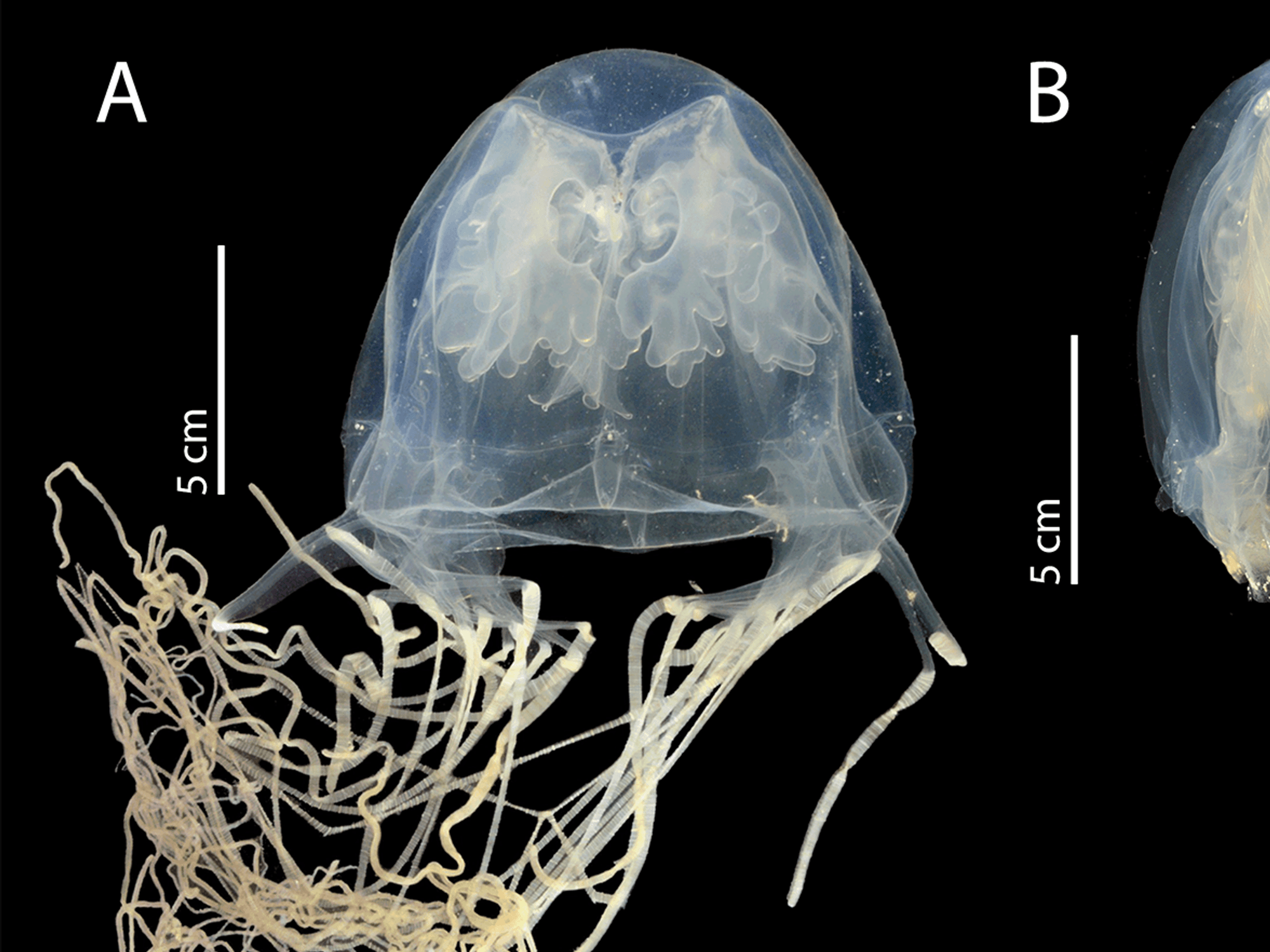 New jellyfish Chironex blakangmatim