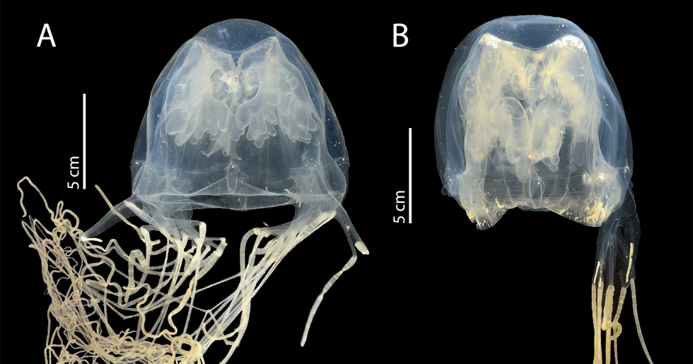 New jellyfish Chironex blakangmatim