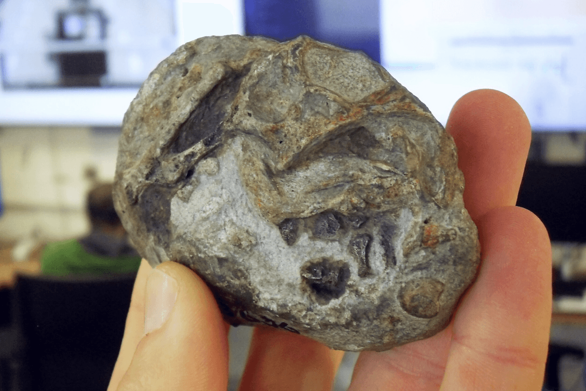 New research into the specimen revealed the discovery