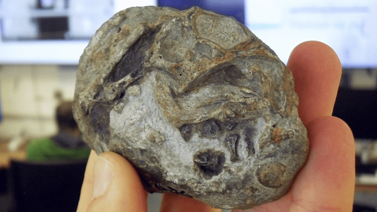 New research into the specimen revealed the discovery