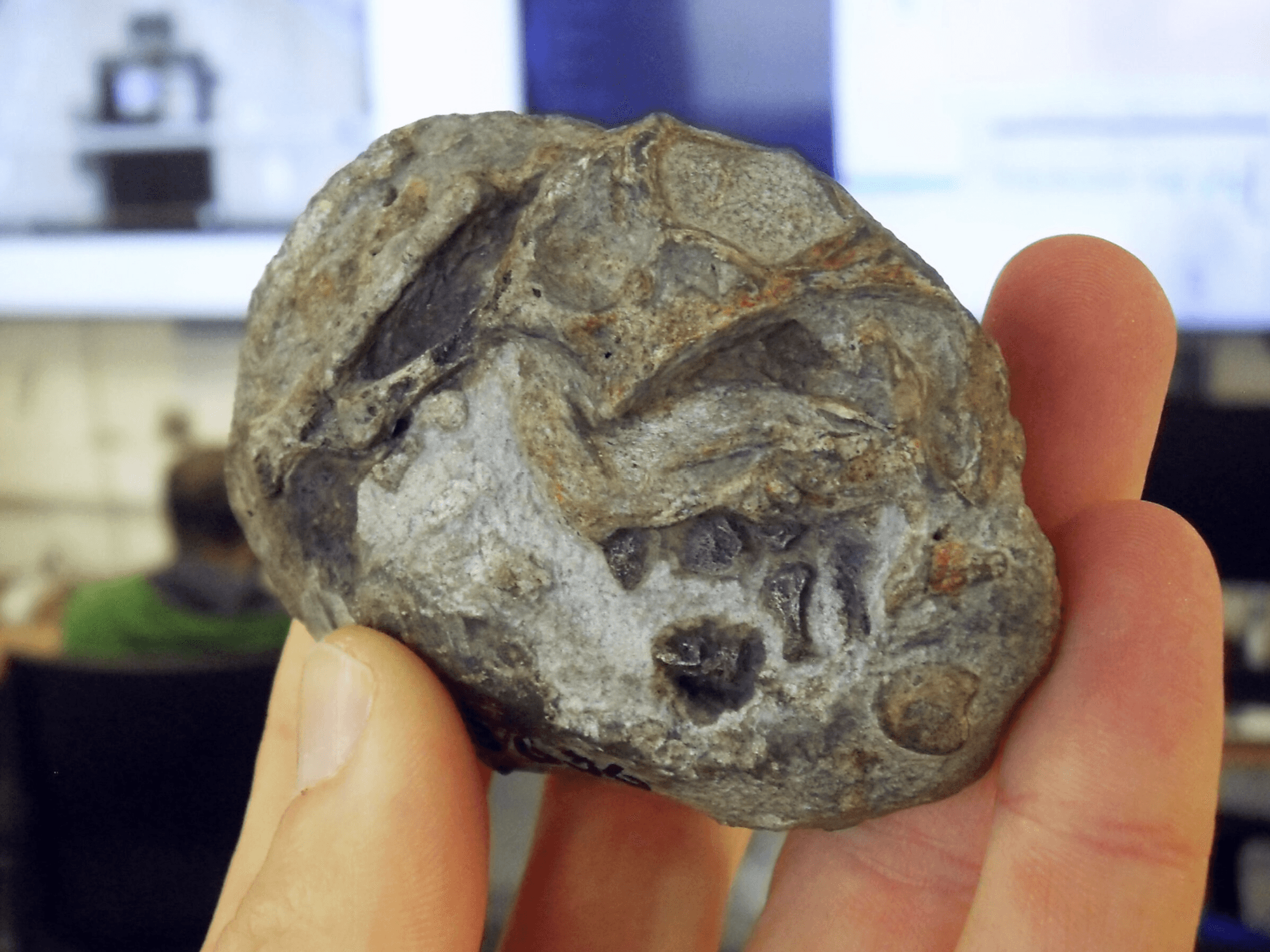 New research into the specimen revealed the discovery