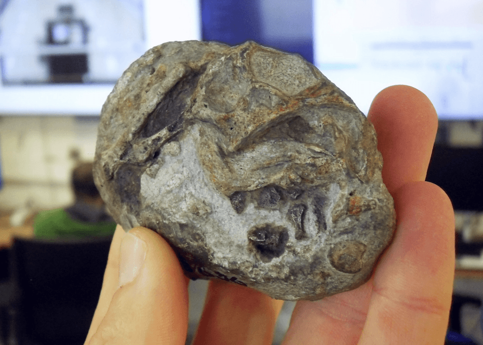 New research into the specimen revealed the discovery