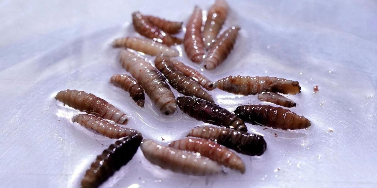 Flesh-eating parasite invasion triggers quarantines in multiple US counties amid deadly outbreak fears