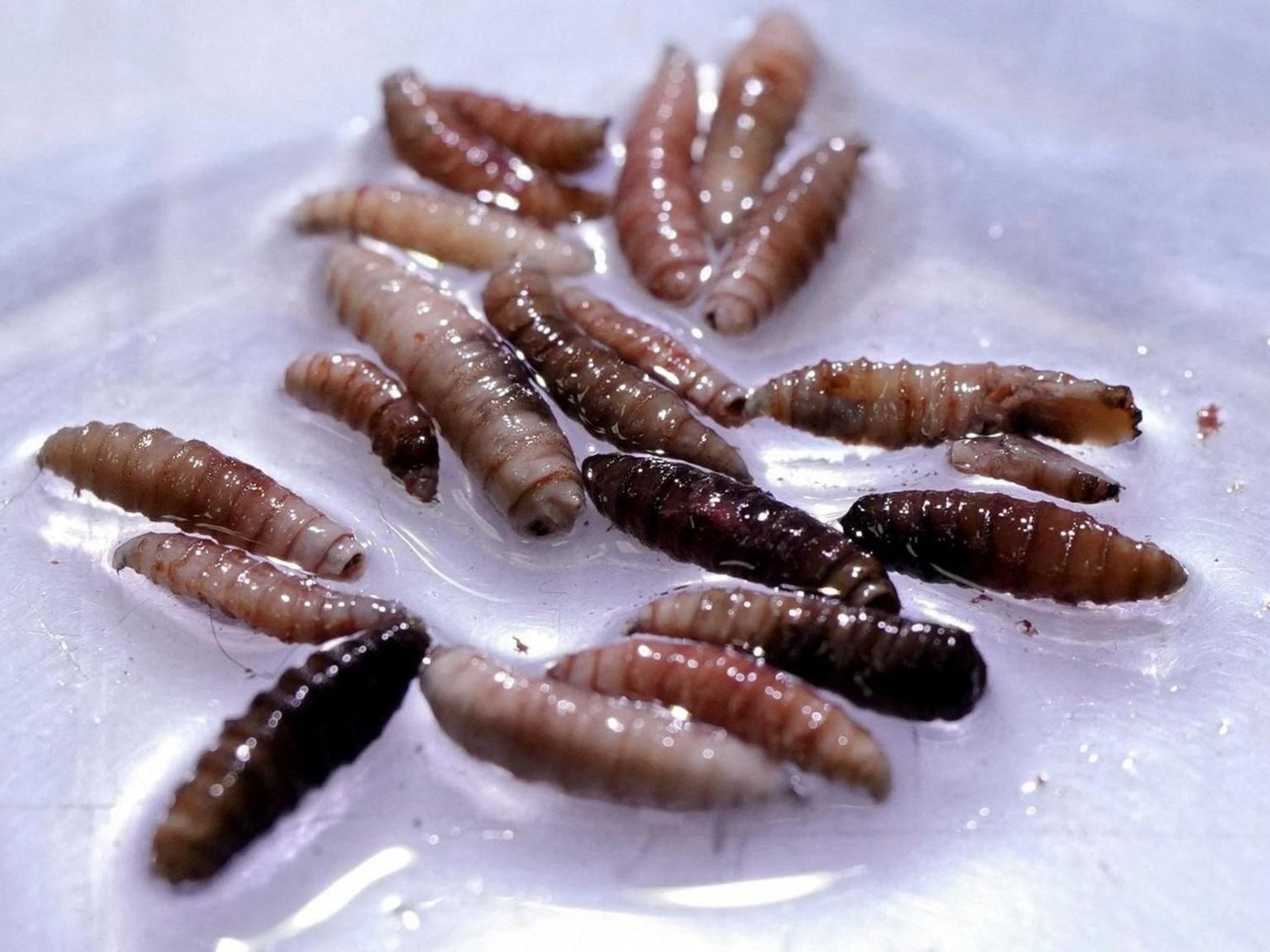 New World Screwworms