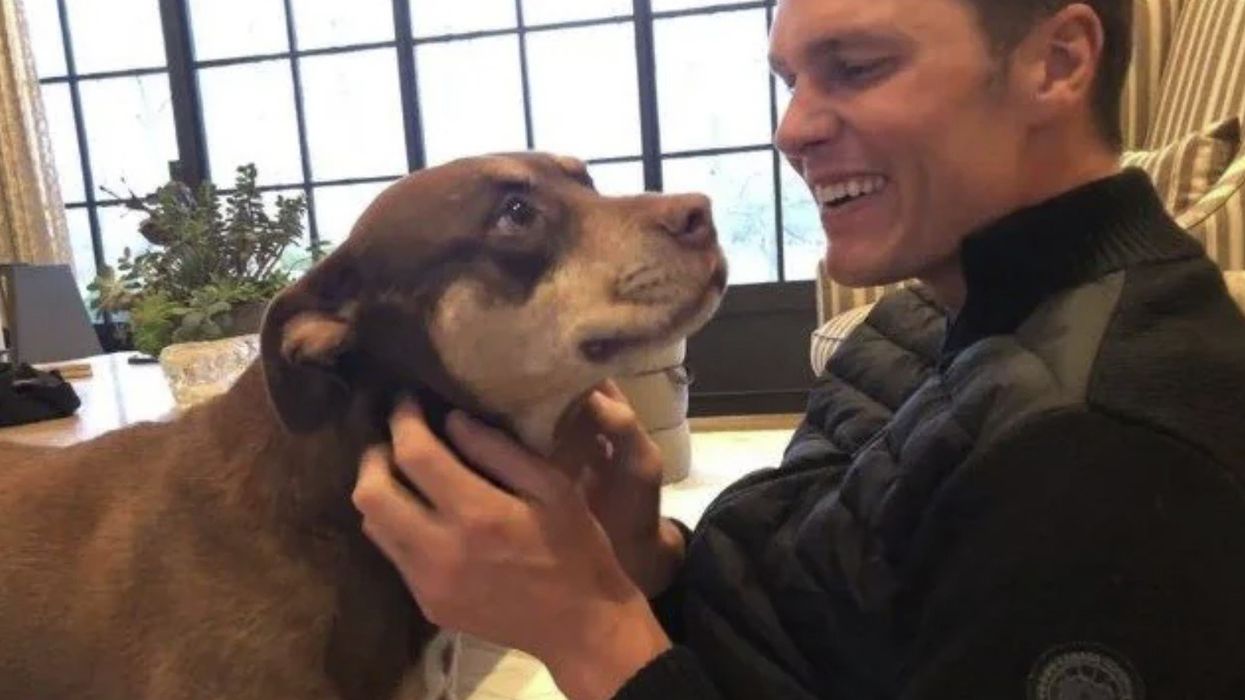 NFL legend Tom Brady insists he has cloned his dog