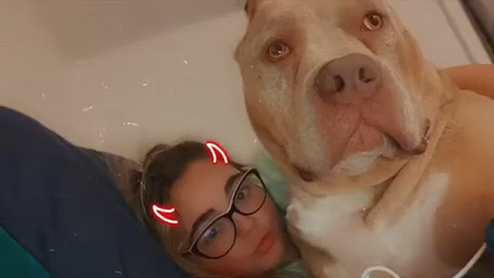 Nicole Morey/XL Bully