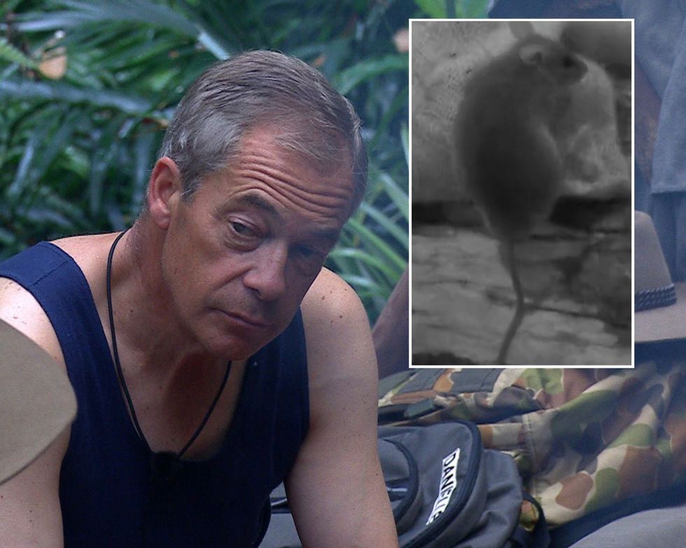 farage-outs-i-m-a-celeb-camp-s-slovenly-behaviour-as-rat-takes-nibble