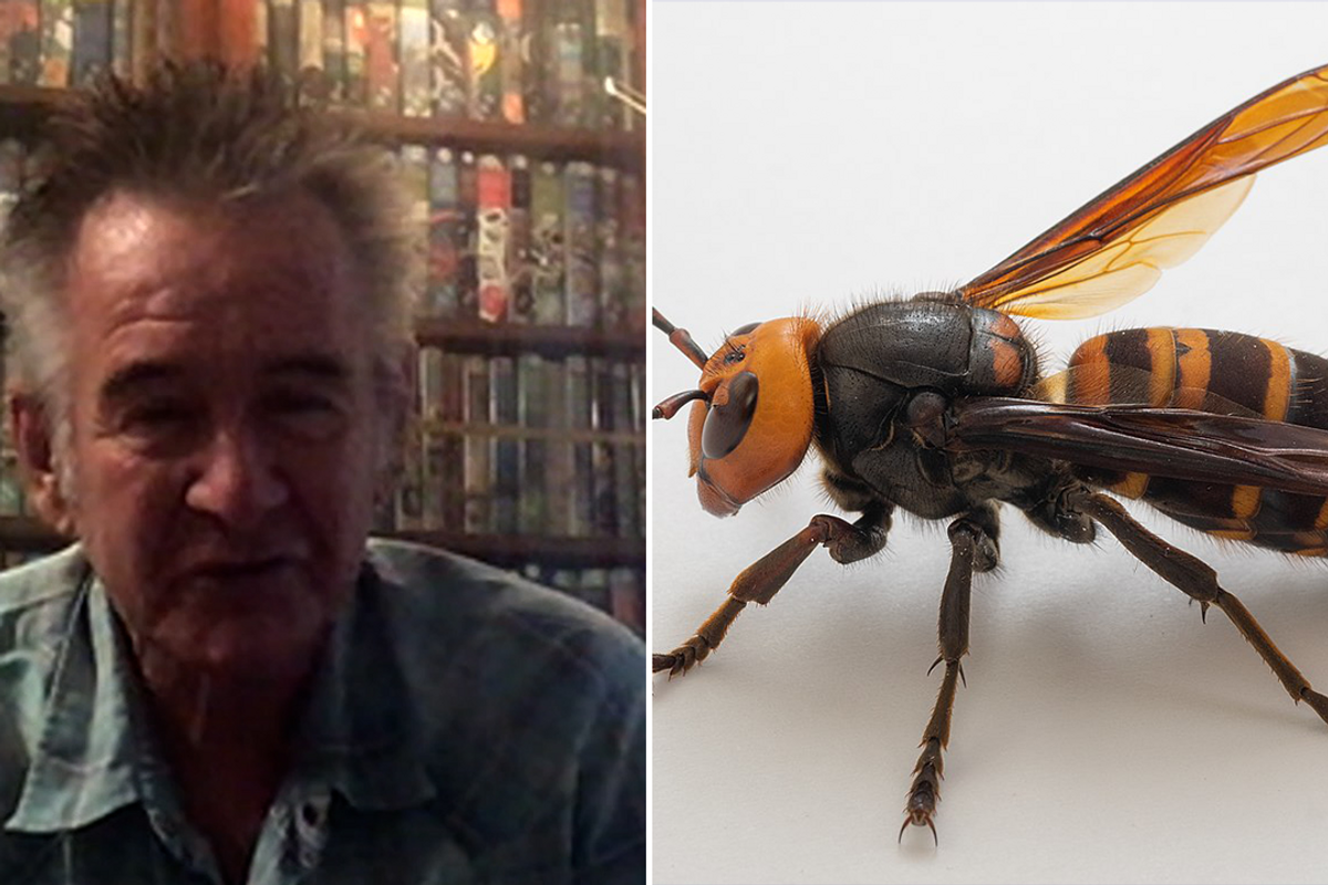 Nigel Marven and an Asian hornet