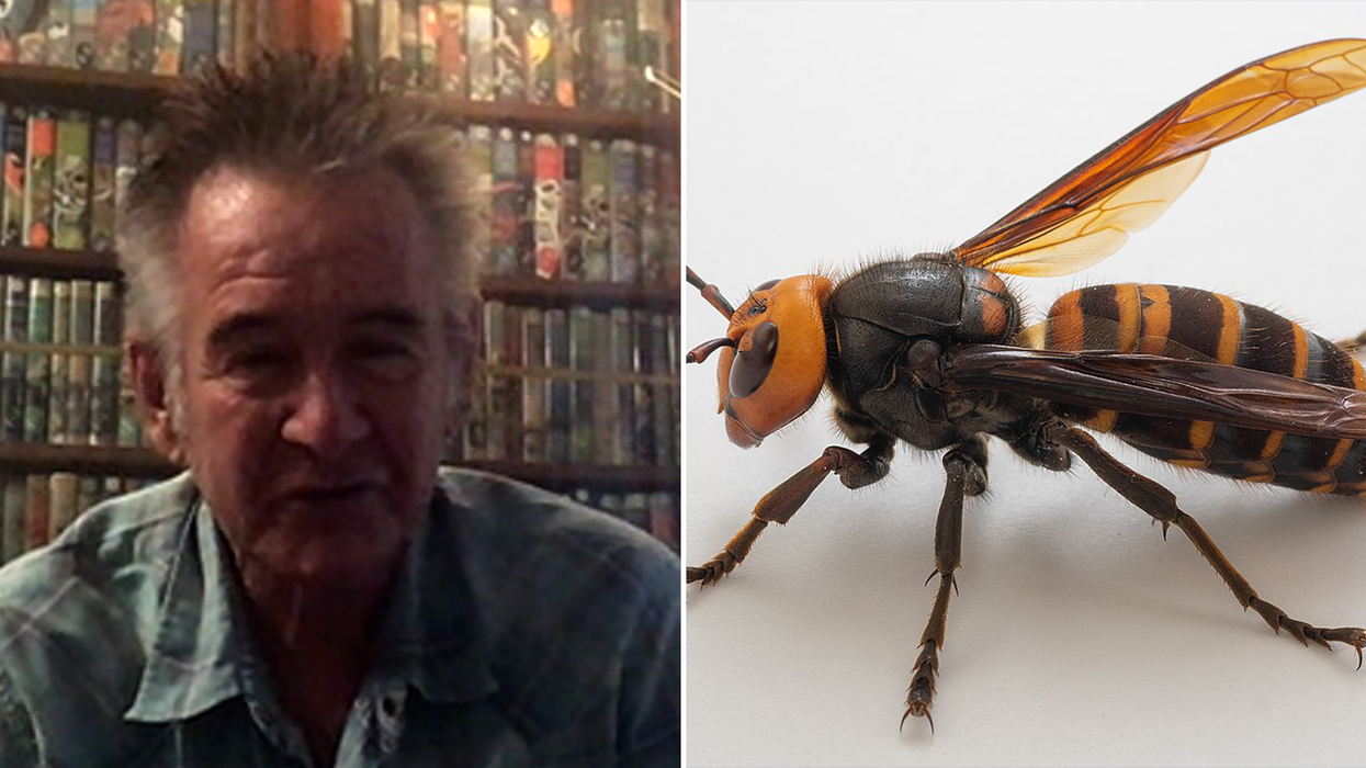 Nigel Marven and an Asian hornet