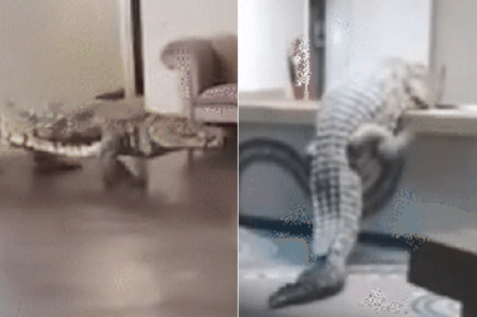 Crocodile terrifies hotel guests after walking in 'like a paying guest' in search of food