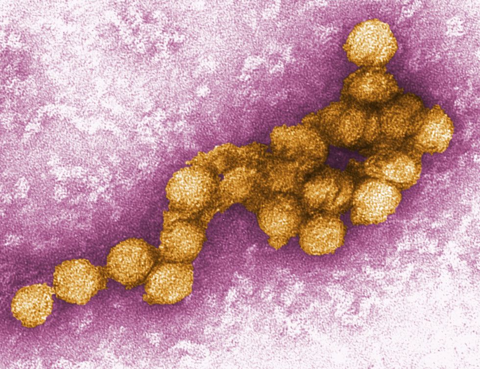 Nile virus
