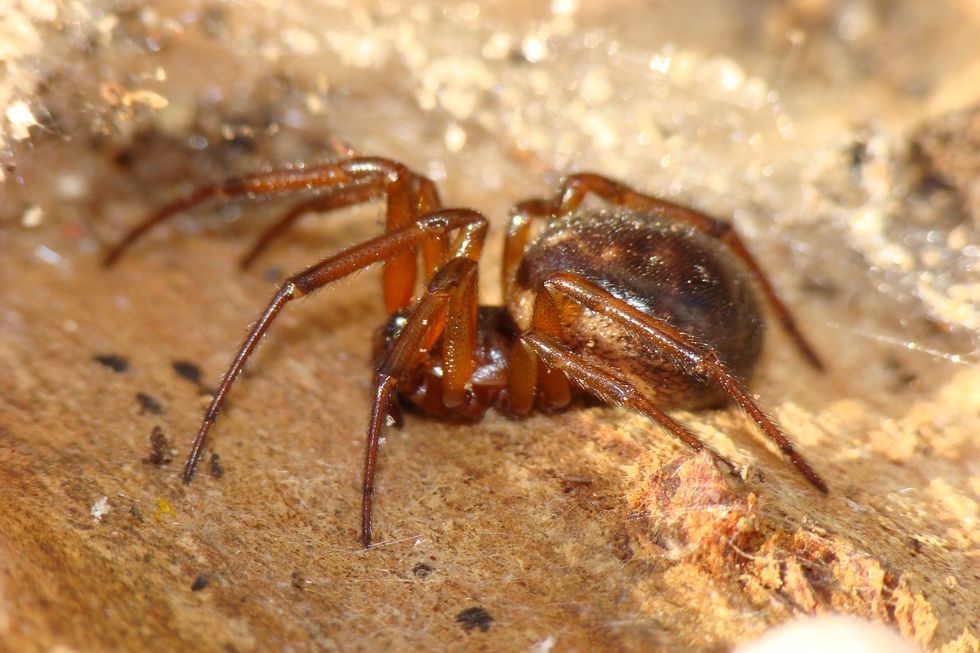 Noble false widow spider