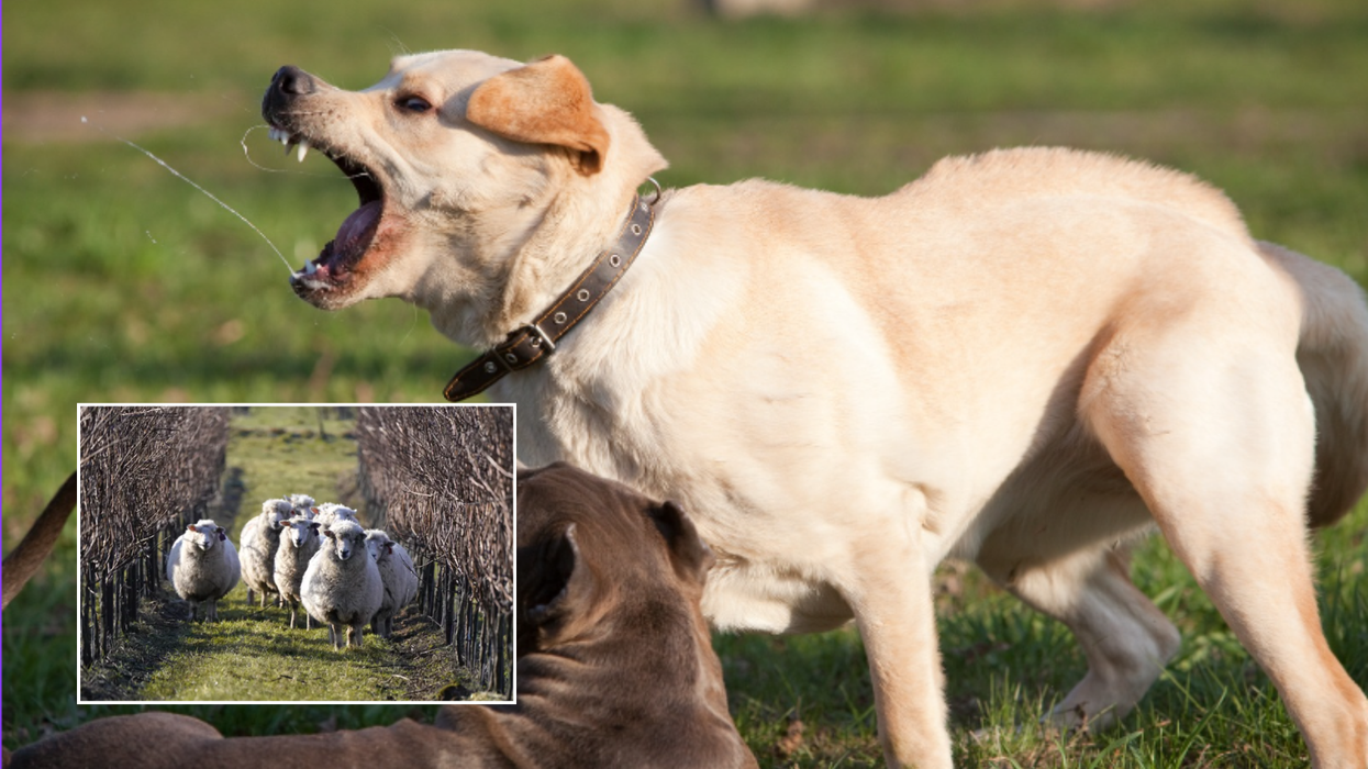 Scottish village terrorised by 'dangerously out-of-control' pack of dogs