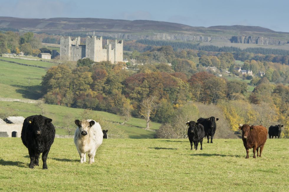 North Yorkshire countryside near Bolton Castle and Leyburn