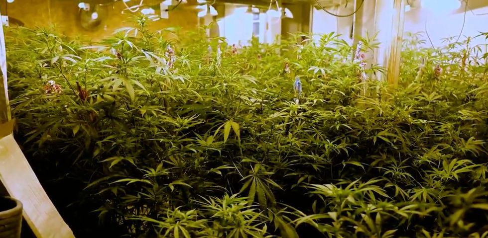 Northampton police found one of the biggest cannabis farms, where power had been bypassed in the basement