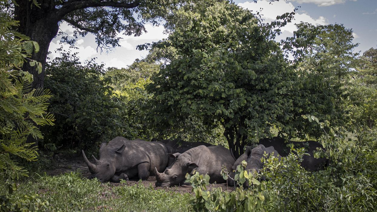 Northern white rhinoceroses