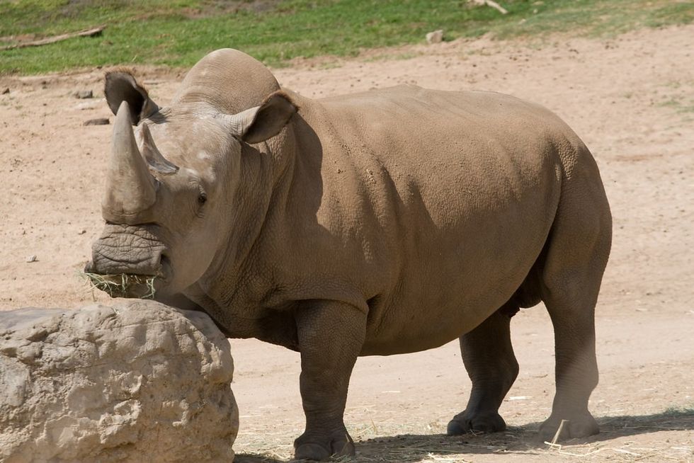 Northern white rhinocerous
