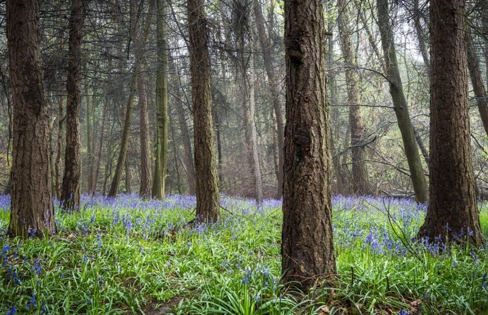 Northumberland forest
