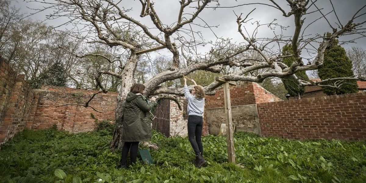 Bramley apple tree sold despite ‘gobsmacked’ campaigners raising £14,000 to stop purchase Bramley apple tree sold despite ‘gobsmacked’ campaigners raising £14,000 to stop purchase