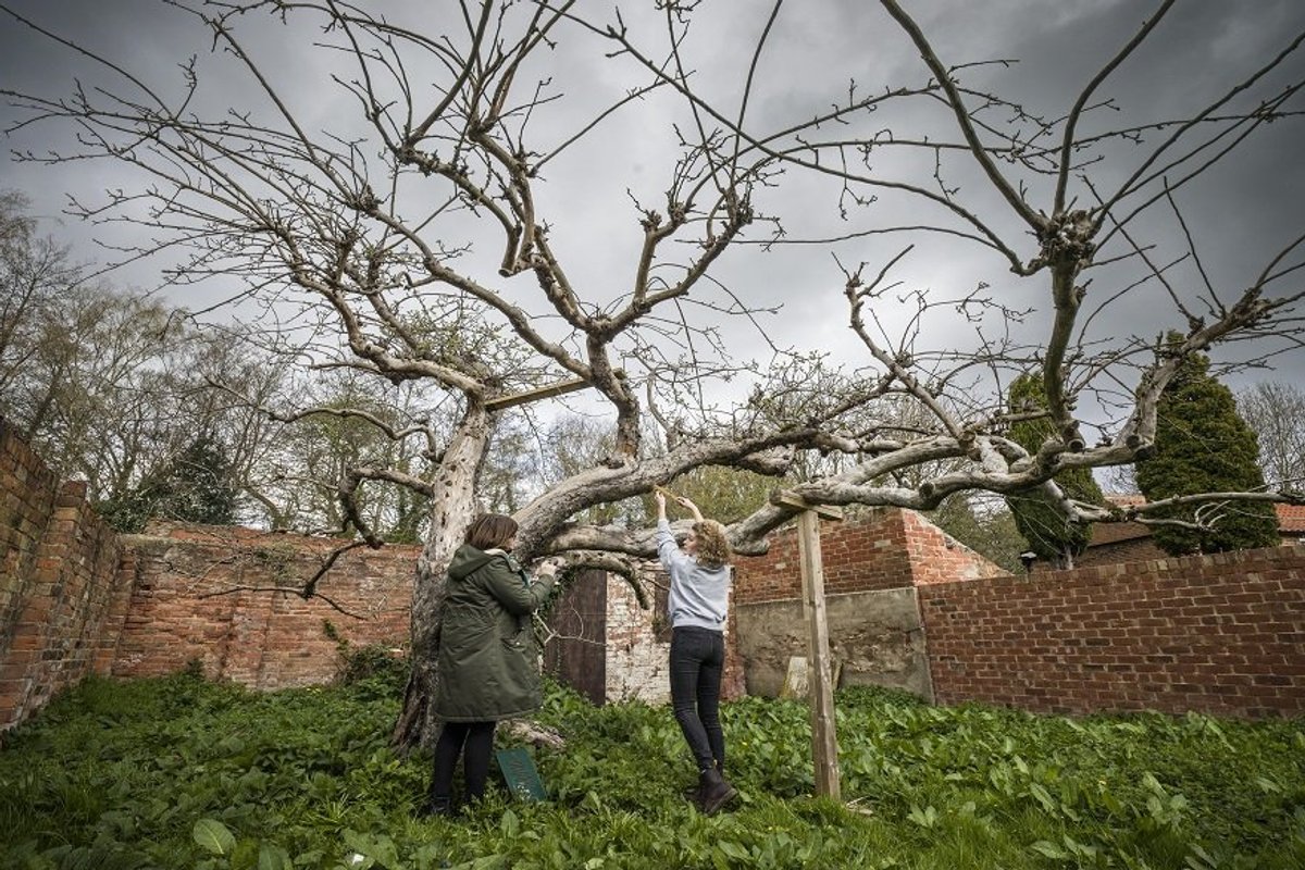 Nottingham Trent University is the custodian of the tree,