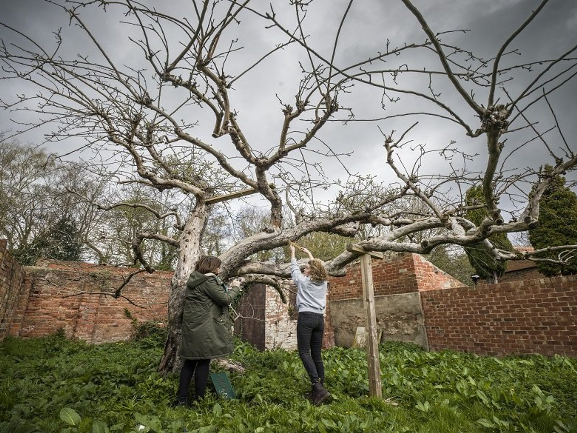 Nottingham Trent University is the custodian of the tree,