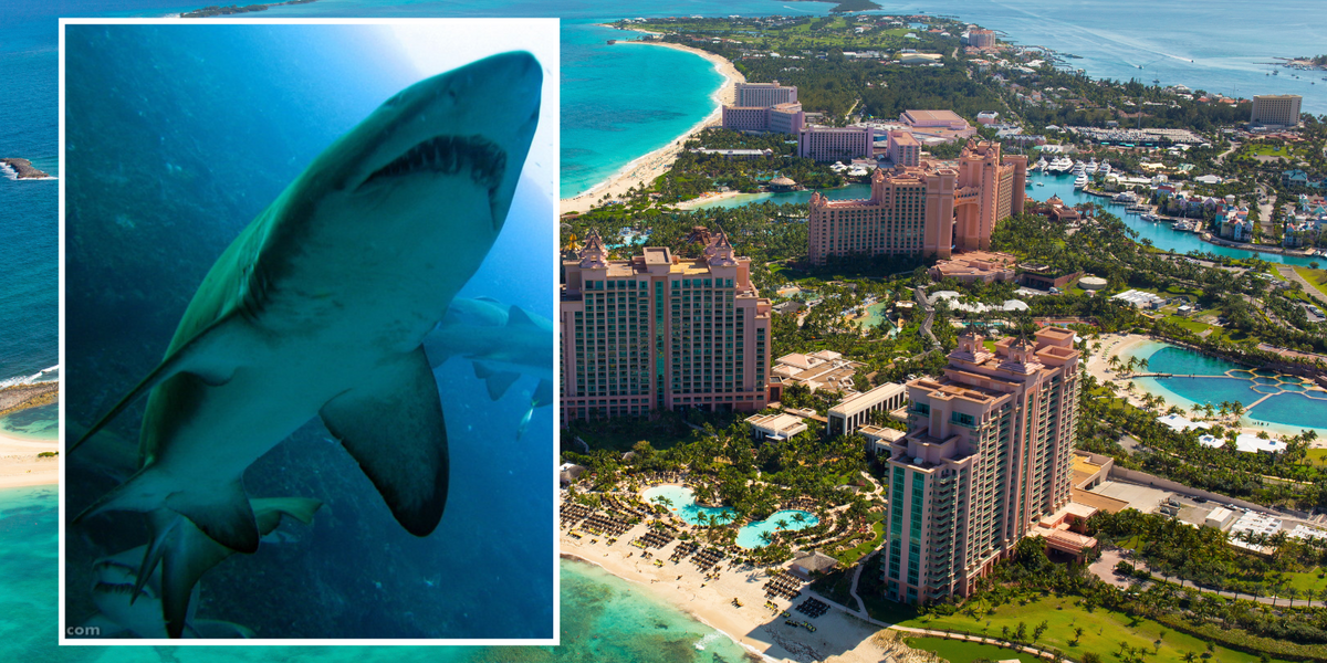 NextImg:Shark attacks young boy during aquarium 'shark walk tank' at luxury holiday resort
