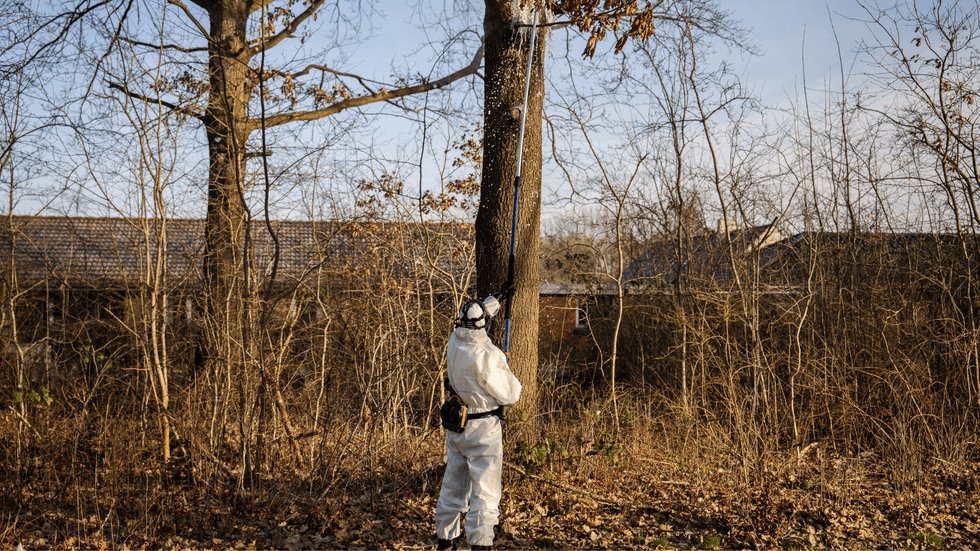 Oak processionary moth removal