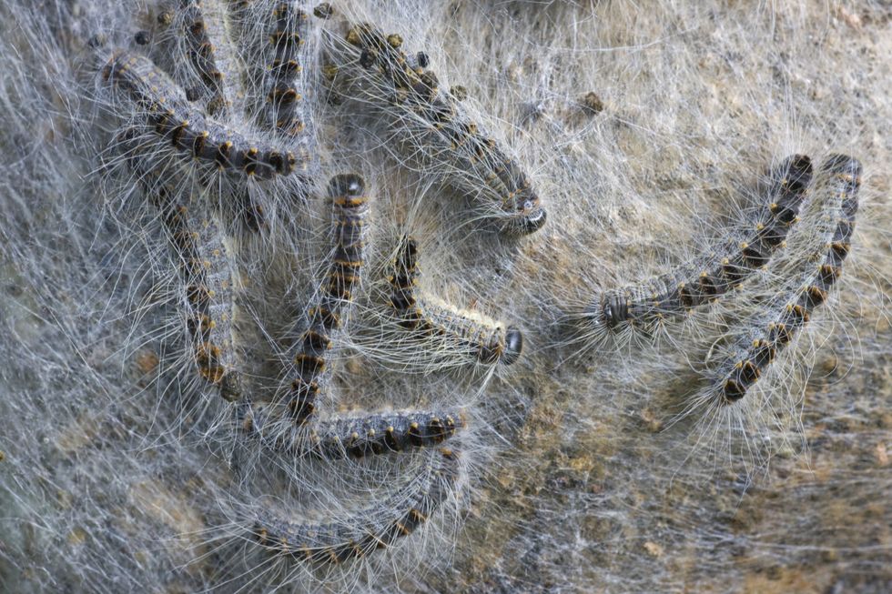 Oak processionary moths