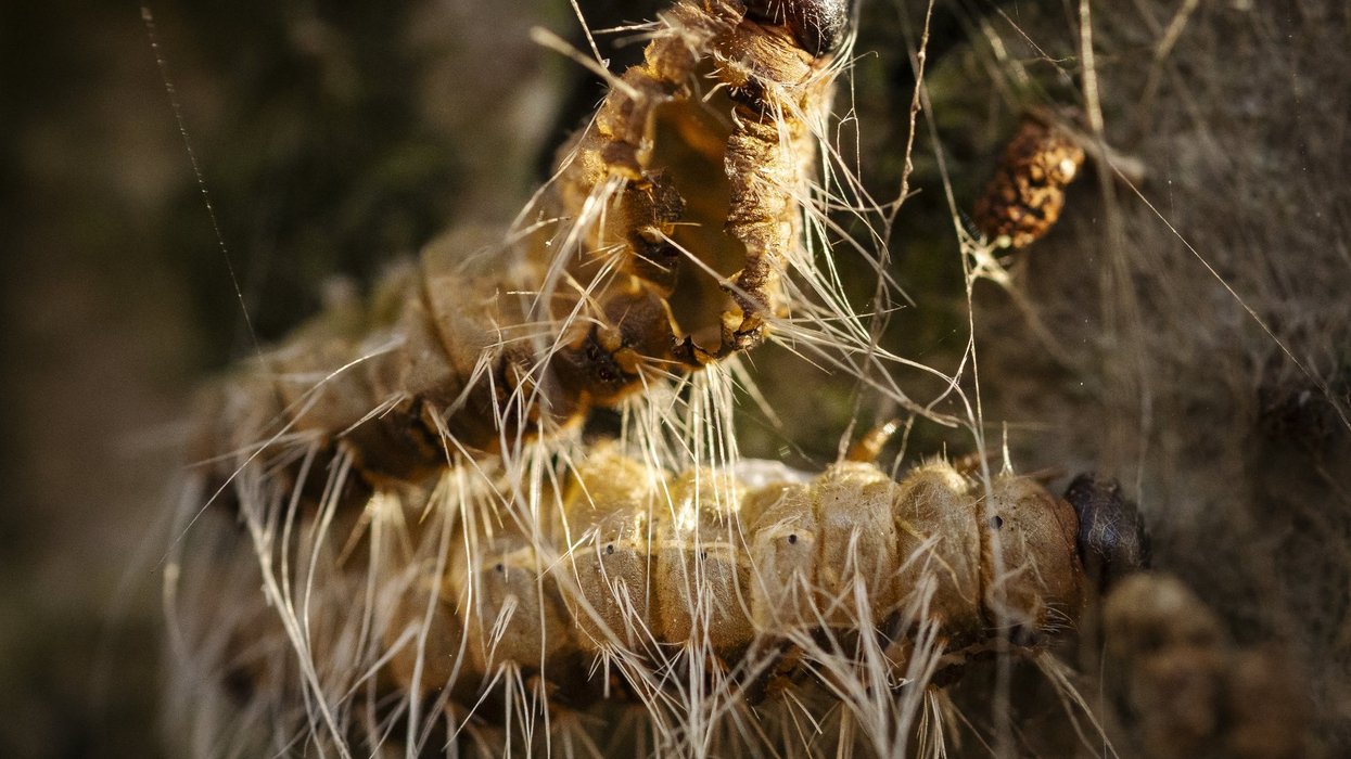 Oak processionary moths