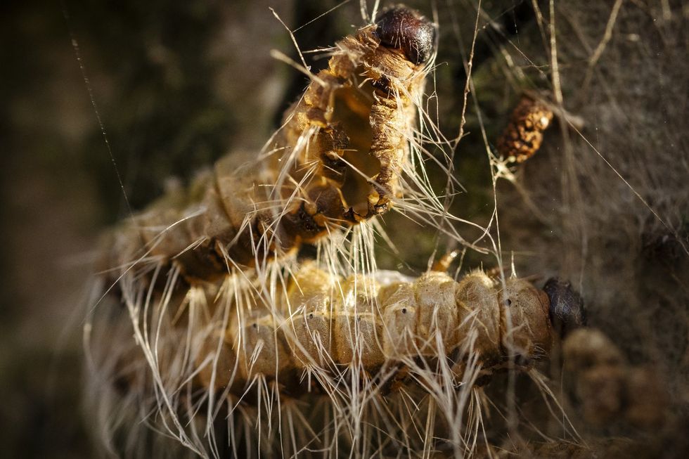 Britons urged to ‘stay vigilant’ over toxic garden-dwelling caterpillar after wave of sightings