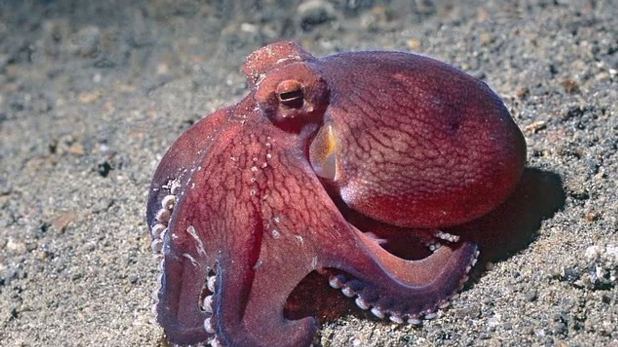 Octopus