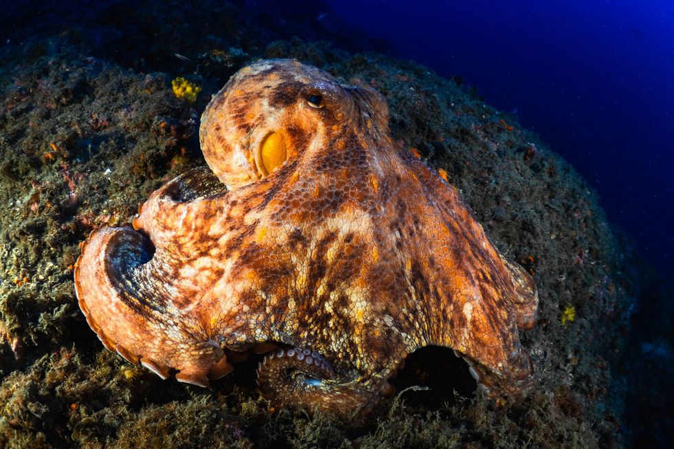 Octopus
