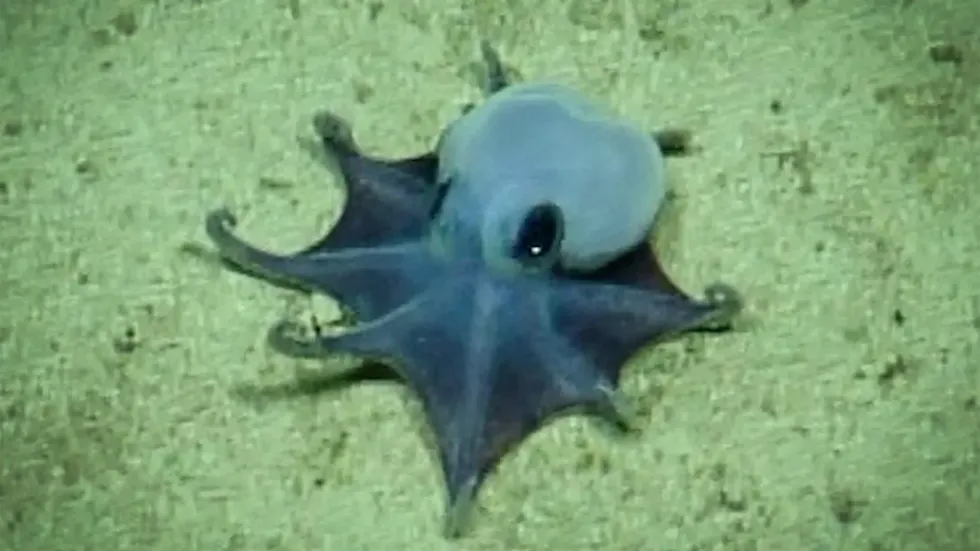 octopus