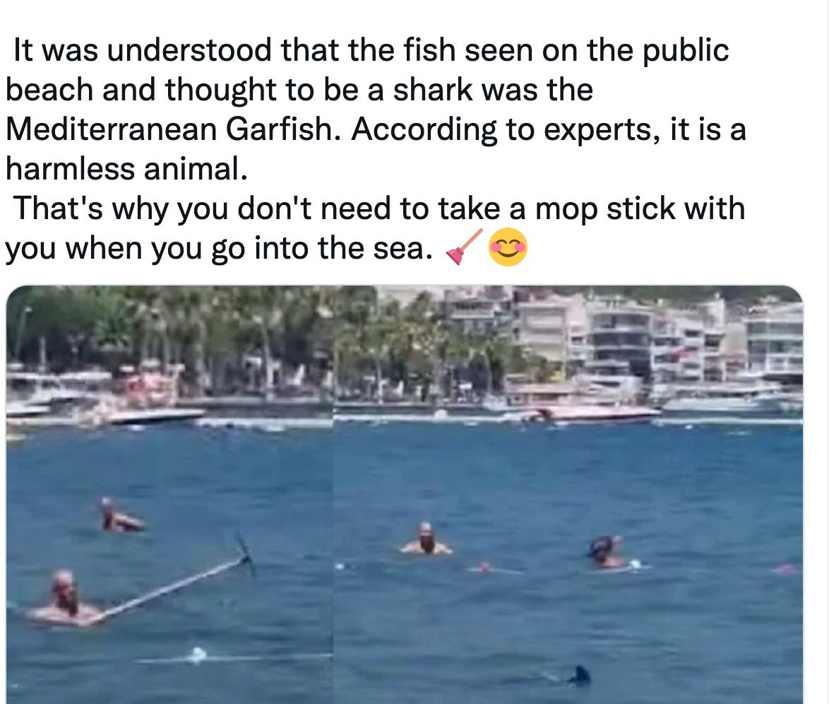 Officials in Marmaris say the animal was not a shark