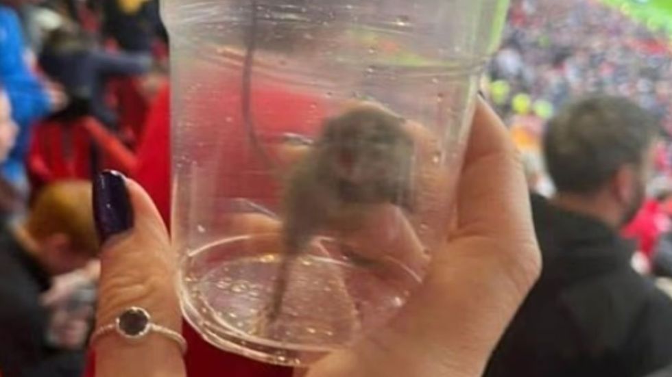 Old Trafford rodent