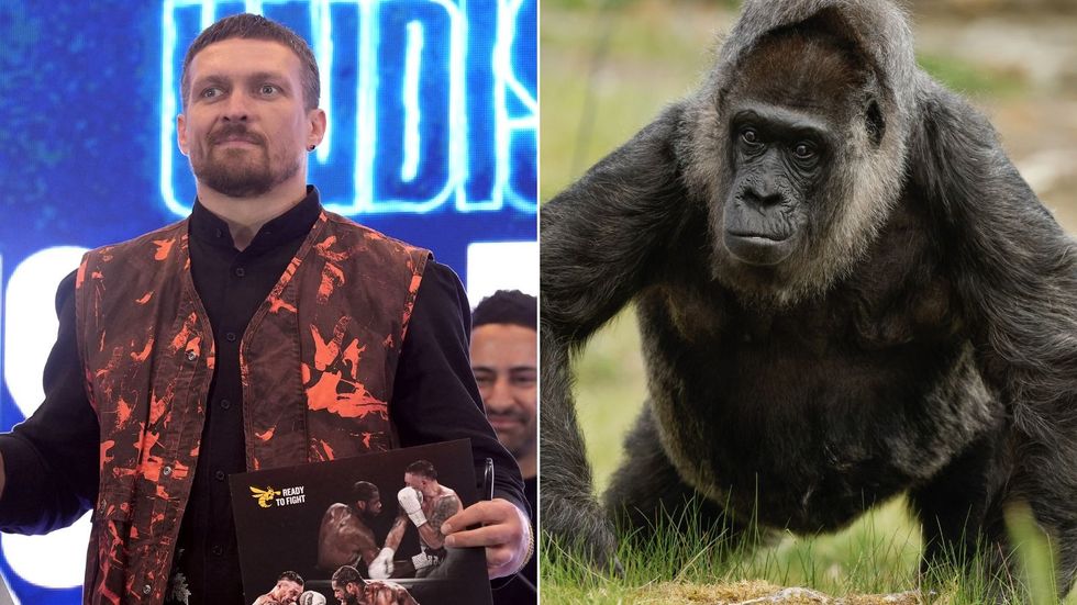 Oleksandr Usyk Gorilla
